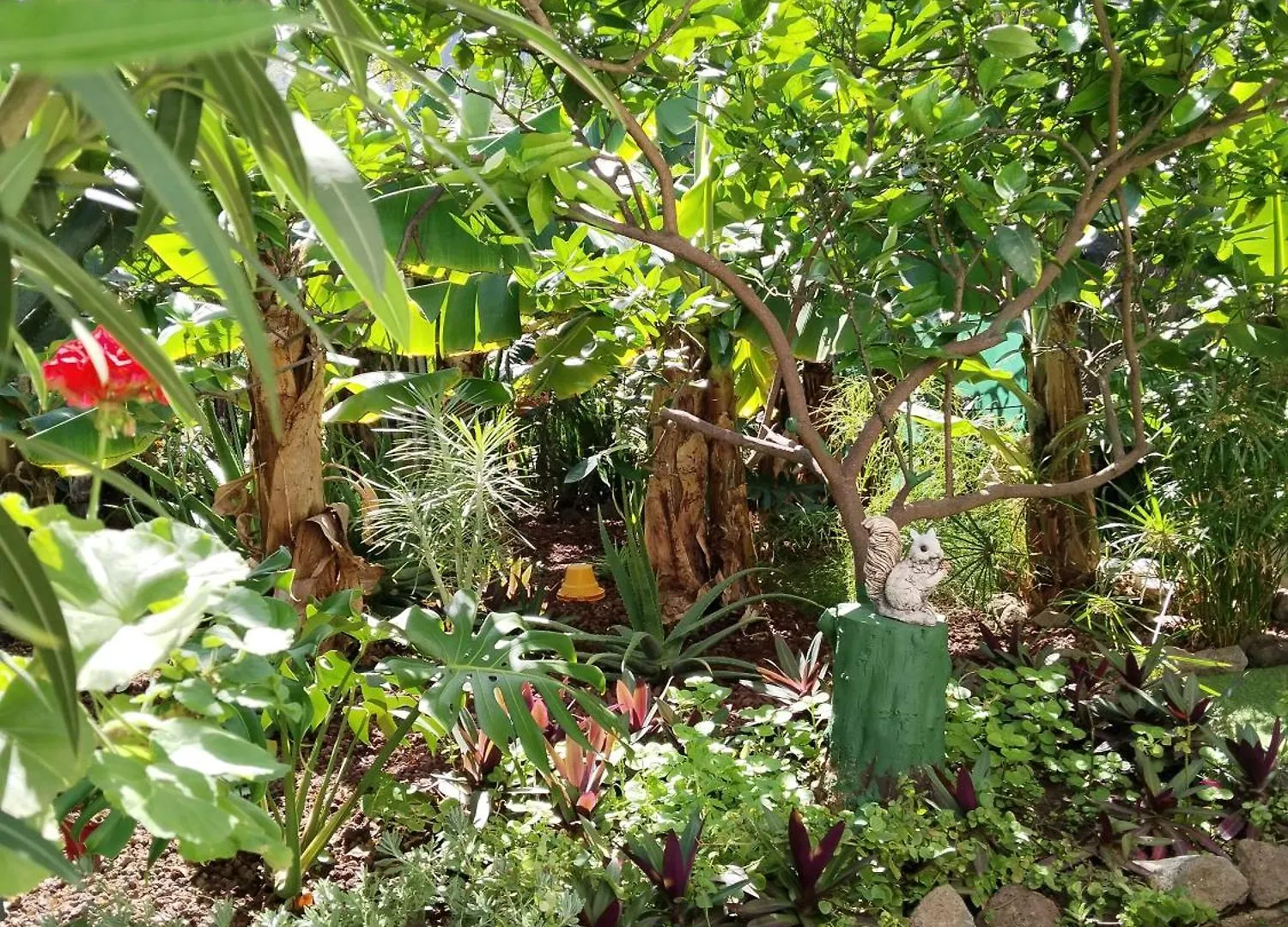 Casita Con Jardin Διαμέρισμα Garachico  0*, Garachico (Tenerife) Ισπανία